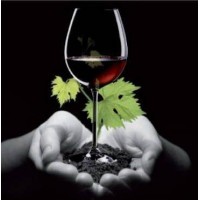 Vin Écologique Sans Sulfites | Sabores de Carmen